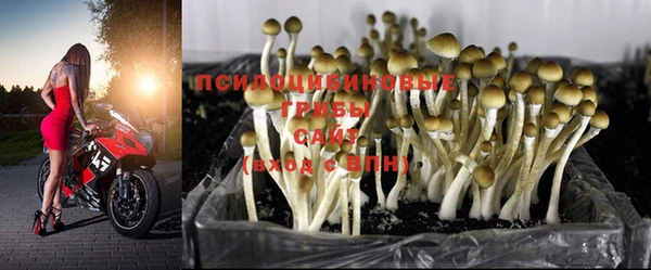 PSILOCYBIN Инсар